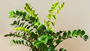 Zrób łatwą miksturę dla zamiokulkasa. Odwdzięczy się nowymi łodygami