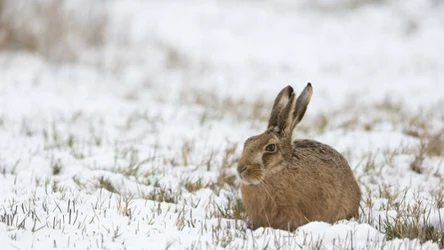 Populacja szaraków w Polsce ma szansę znów wzrosnąć.