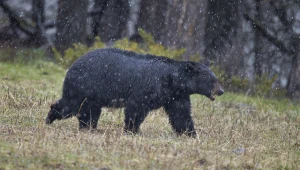 Słynny niedźwiedź eksmitowany z piwnicy. Szuka nowego domu