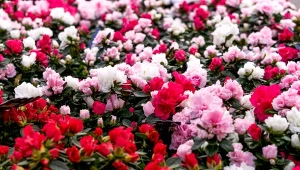 Azalia nie jest zbyt często wybierana jako roślina doniczkowa