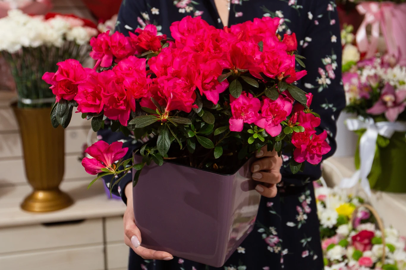 Azalia ma twarde warunki uprawowe, ale łatwo je sprostać Kobieta w sukience w kwiaty trzyma różową doniczkę z kwitnącą azalią o intensywnie różowych kwiatach na tle florystycznego sklepu z innymi kompozycjami kwiatowymi.