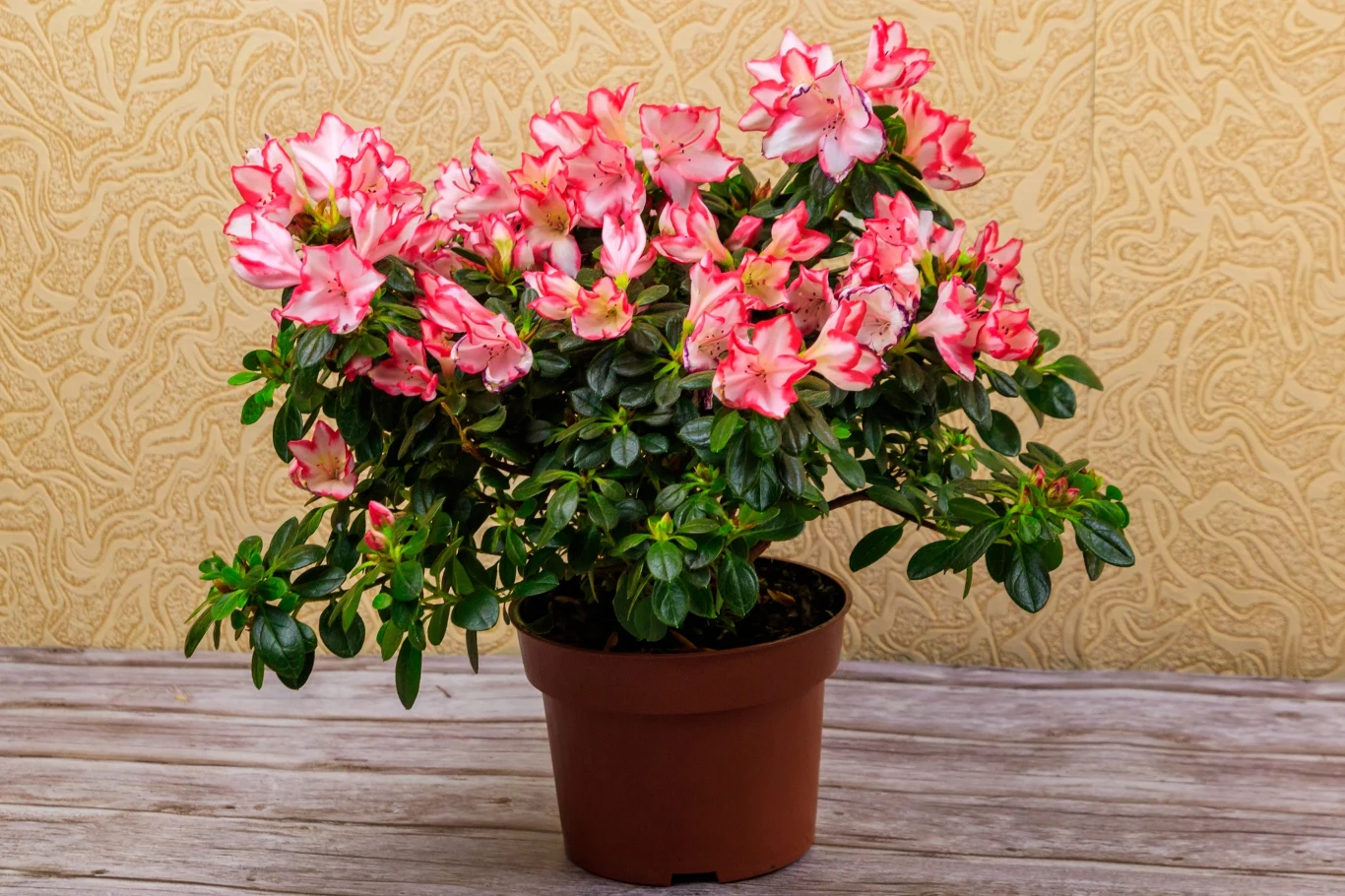 Aspiryna może poprawić kwitnienie azalii Kwitnąca azalia w doniczce z licznymi różowo-białymi kwiatami na tle jasnej, wzorzystej ściany oraz drewnianej powierzchni.