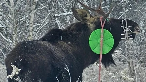 W pobliżu KPN widziano łosia, który zaplątał się w dziecięcą huśtawkę