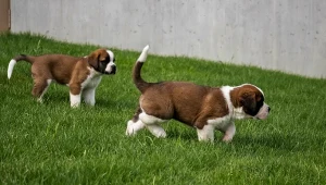 Hodowla sprzedawała m.in. bernardyny