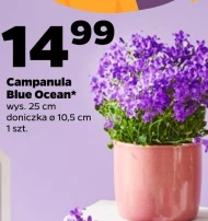 Campanula Ocean