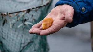 Ostatnie sztormy przyniosły nad Bałtykiem wysyp bursztynu