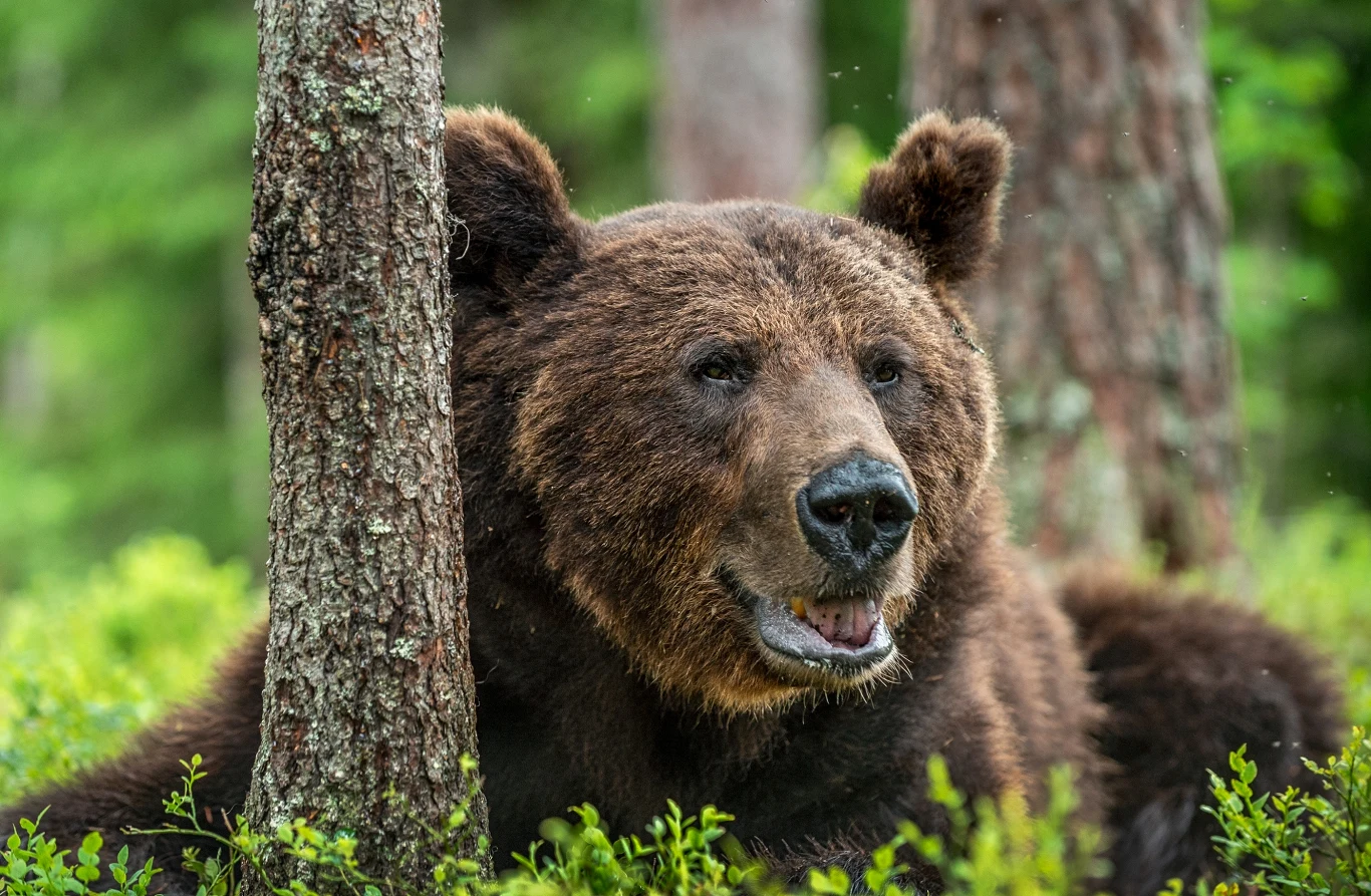 Niedźwiedzie brunatne nie hibernują w ścisłym tego słowa znaczeniu Duży, dorosły niedźwiedź brunatny leżący przy pniu drzewa w lesie, otoczony zieloną roślinnością i miękkim światłem docierającym przez drzewa.