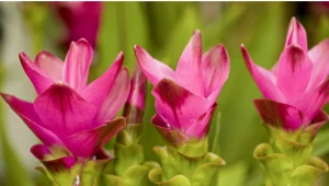 Ta roślina przypomina papugę. Daj na parapet, a sąsiadki zzielenieją z zazdrości