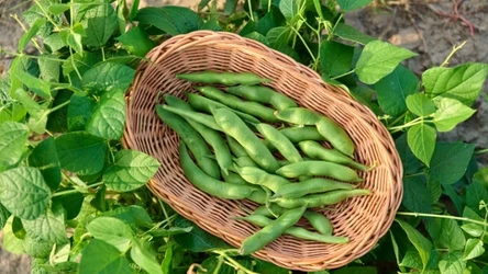 W surowej fasoli ogrodowej zawarte są toksyczne związki, które mogą być niebezpieczne 