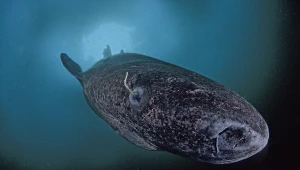 Rekiny grenlandzkie mają w ciałach odpowiedzi na wiele naszych problemów