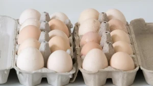 Po czym poznać, że nioska była zdrowa i nie żyła w klatce? Można to rozszyfrować po symbolach na skorupkach jaj. "3" oznacza chów klatkowy