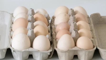 Po czym poznać, że nioska była zdrowa i nie żyła w klatce? Można to rozszyfrować po symbolach na skorupkach jaj. "3" oznacza chów klatkowy