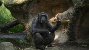 Szympansy potrafią używać narzędzi