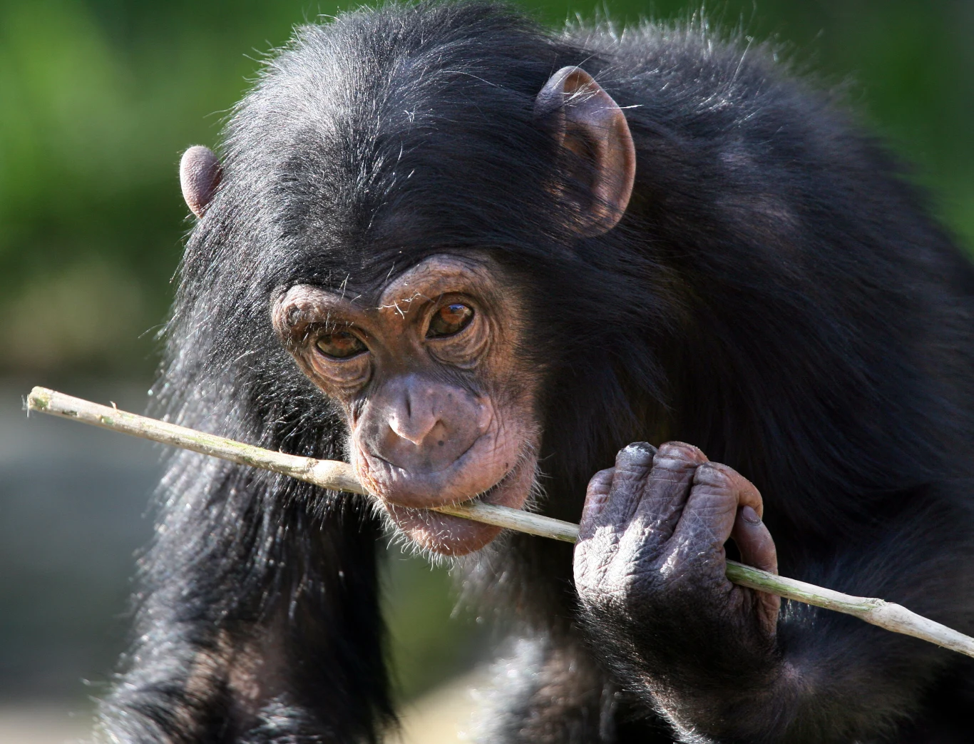 Szympans trzymający w łapie długą gałąź, wpatruje się w nią, jakby badał jej strukturę lub zastanawiał się, jak ją wykorzystać.