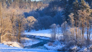 Na tropie leśnych zwierząt. Zimowy quiz przyrodniczy dla każdego