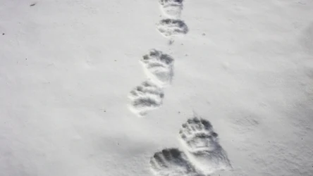 Ślady niedźwiedzi w Bieszczadach można dostrzec niemal przez całą zimę 
