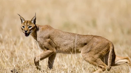 Karakal stepowy to mieszkaniec otwartych terenów Azji i Afryki
