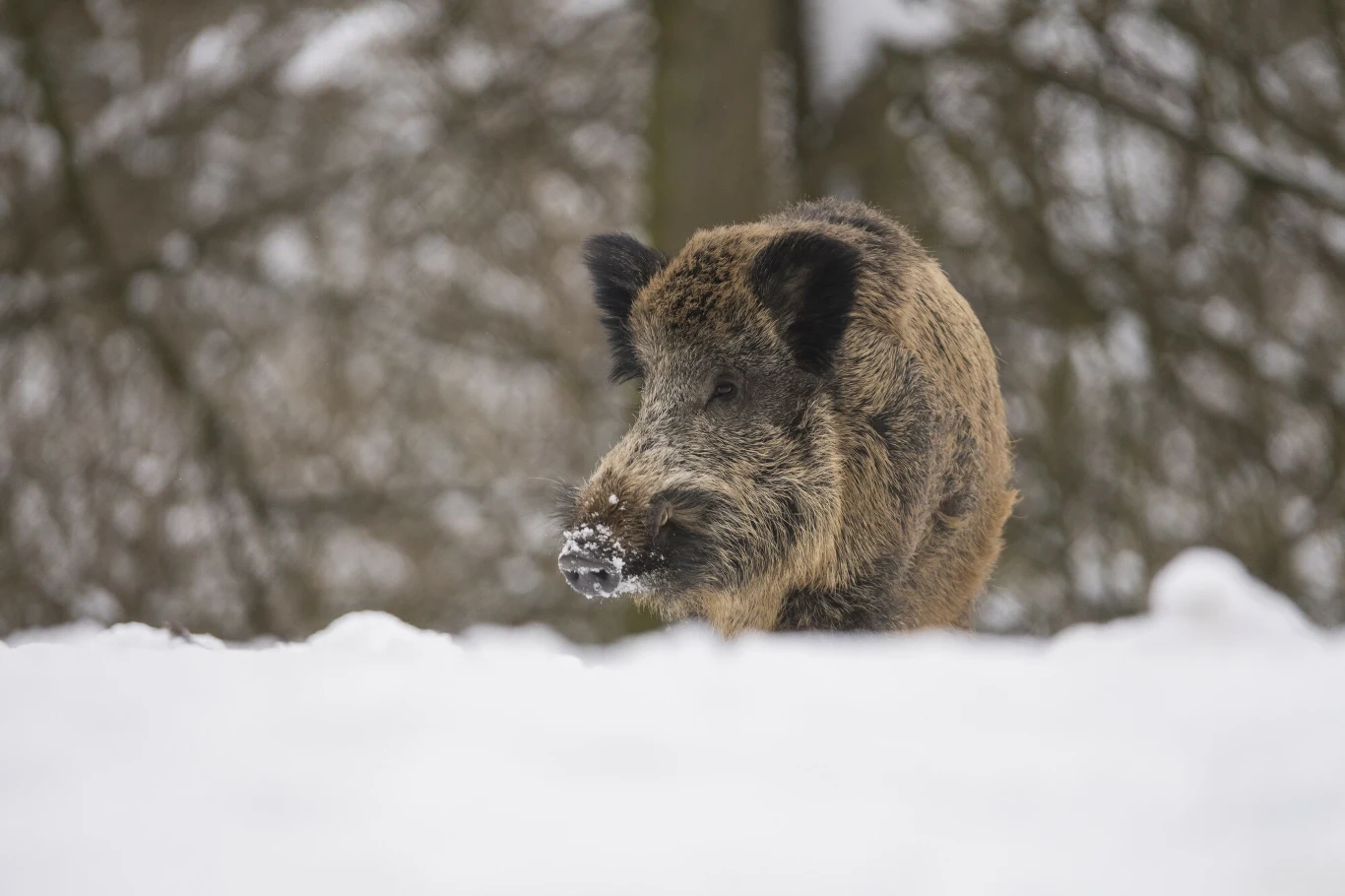 Z danych przytoczonych w opinii PROP wynika, że w latach 2019–2023 jedynie 0,4 proc. odstrzelonych dzików było zakażonych wirusem ASF