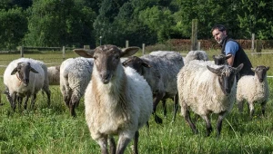 Owce w Kraju Basków. Ich wpływ na zdrowie człowieka okazuje się ogromny