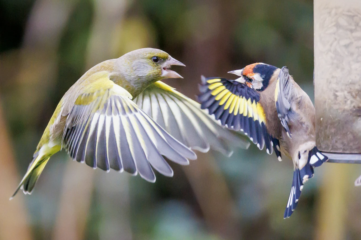 Dwa ptaki podczas dynamicznej interakcji w locie przy karmniku, jeden z rozpostartymi skrzydłami prezentuje zielonkawe upierzenie, drugi ma kontrastowo ubarwione pióra z czerwonymi i czarnymi akcentami na głowie.