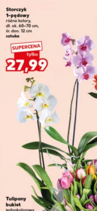Storczyk Tulipany