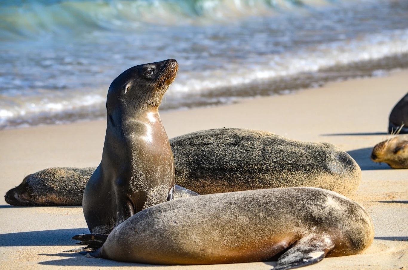 Foki odpoczywające na piaszczystej plaży przy brzegu morza, jedna z nich siedzi wyprostowana, reszta leży rozluźniona, w tle widać fale i niebieską wodę.