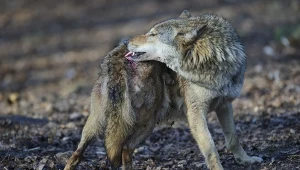 Świerzb jest chorobą, która dla wilków bywa zabójcza