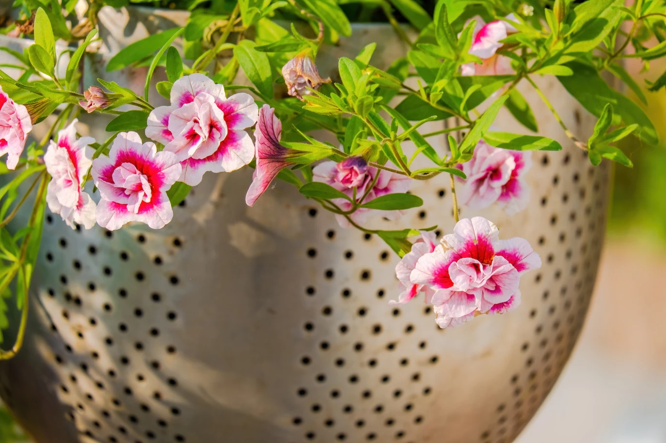 Różowo-białe kwiaty rosnące w metalowym durszlaku, użytym jako donica, otoczone zielonymi liśćmi w słonecznym świetle.