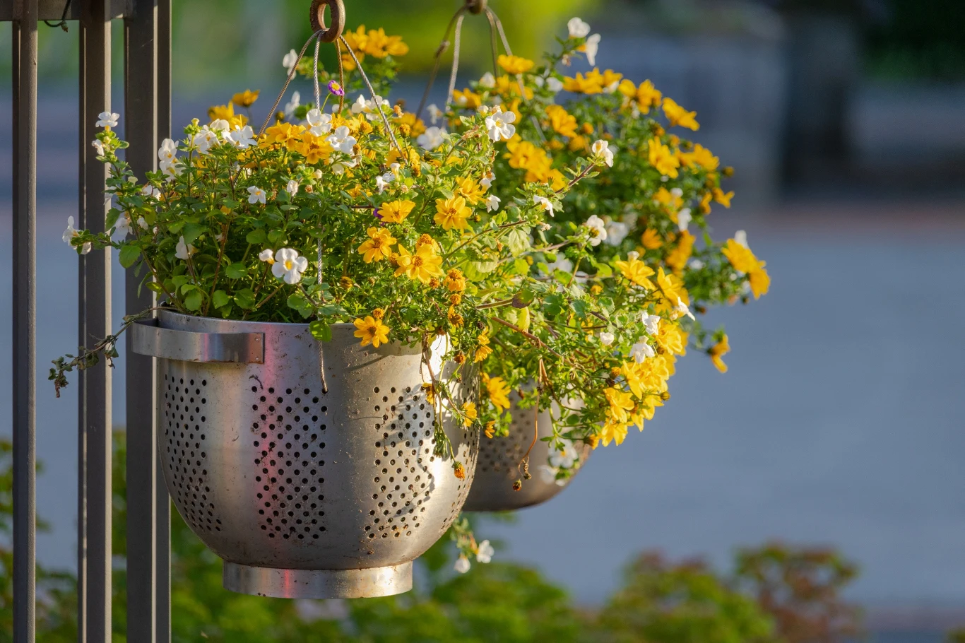 Wiszące metalowe durszlaki wypełnione kwitnącymi żółtymi i białymi kwiatami, umieszczone na tle rozmytej zieleni.