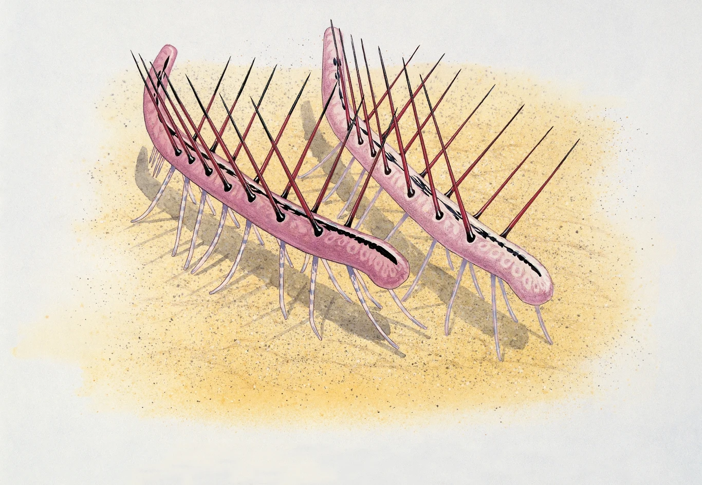 Dwie różowe, segmentowane istoty przypominające bezkręgowce z szeregiem długich, cienkich kolców na grzbietach, poruszające się po jasnym, piaszczystym tle.