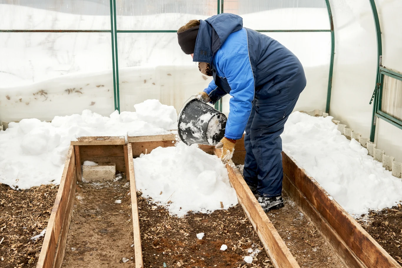 Osoba w zimowej kurtce i czapce wysypuje śnieg z wiadra do szklarni na podwyższone grządki, wokół duża ilość śniegu i zimowe otoczenie.