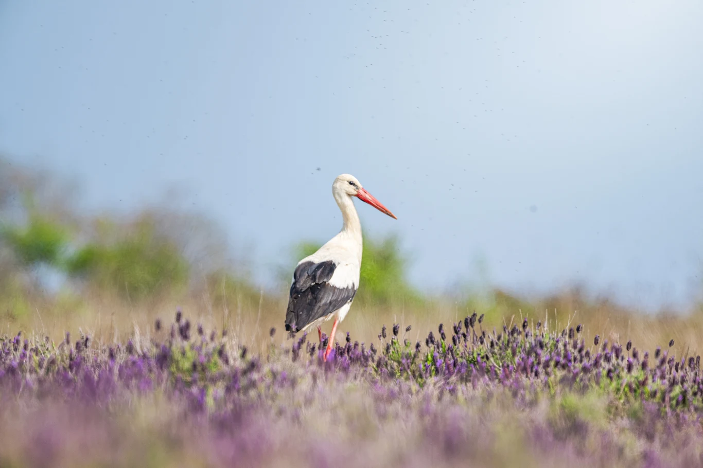 Bocian stojący pośród fioletowych kwiatów na tle rozmytego, delikatnie niebieskiego nieba. Bocian znajduje się w centrum kadru, jest dobrze widoczny, wyprostowany, otoczony naturalną roślinnością.