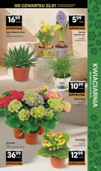 Zakupy z pomysłem - Delikatesy Centrum