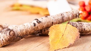 Jeszcze w styczniu zrób to z gałęzią. Ochronisz rodzinę przed problemami