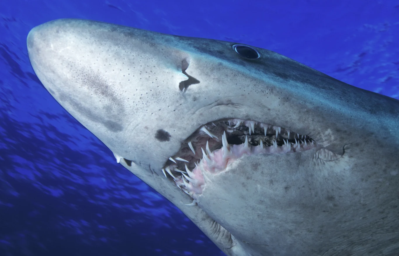 Oceany nie zaludnią się "bezzębnymi rekinami" z dnia na dzień