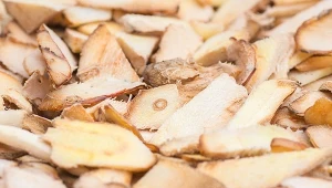 Suszony galangal przypomina z wyglądu korzeń imbiru