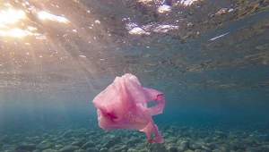 Zespół badaczy stworzył nowatorską torbę plastikową na bazie roślin
