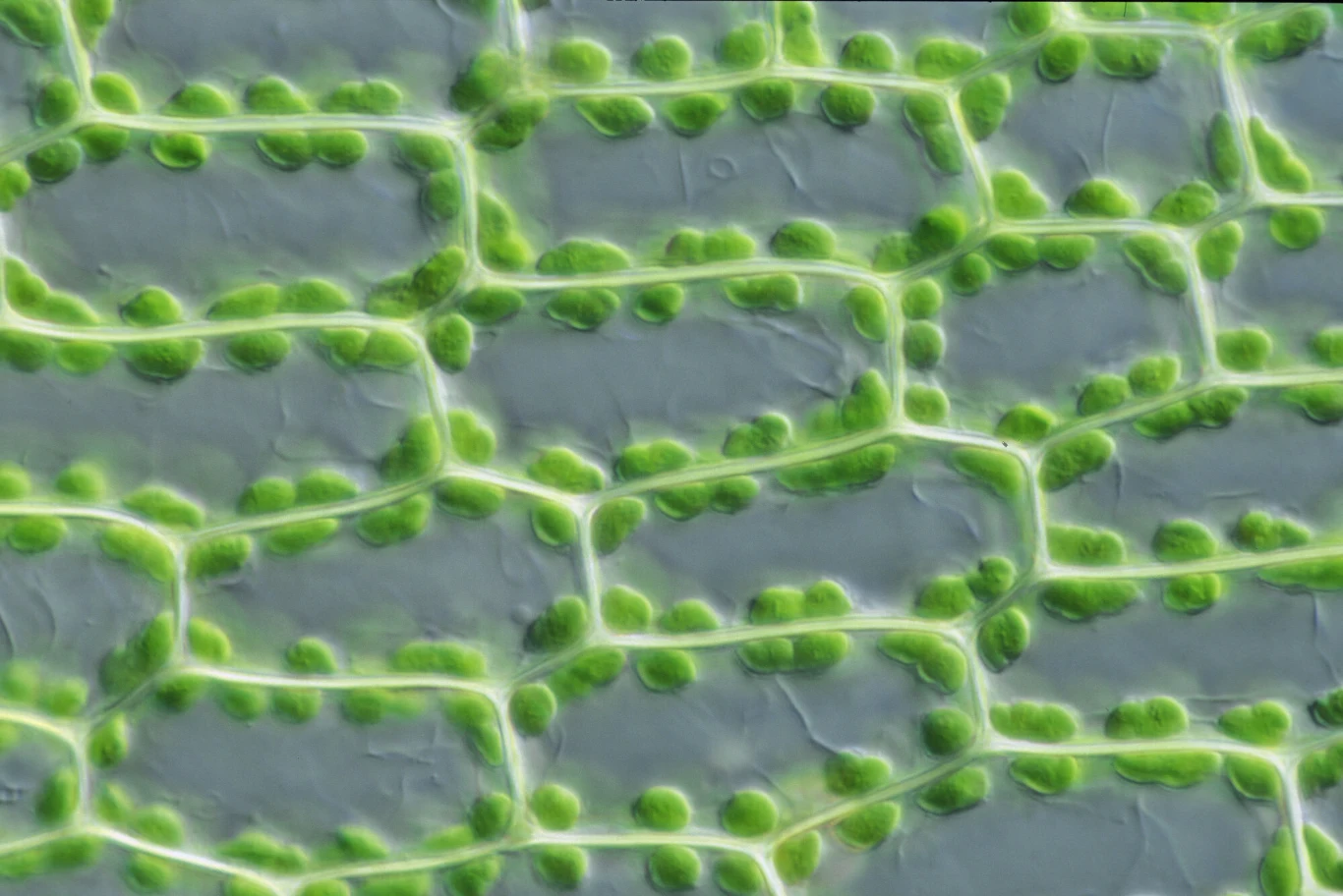 Głównymi producentami celulozy są rośliny naczyniowe, o których jej biosynteza przebiega w błonie komórkowej. Celuloza wytwarzana jest też przez większość glonów, różne bakterie, a nawet zwierzęta – osłonice