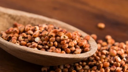 Czym charakteryzuje się sorgo? Kto powinien je spożywać?