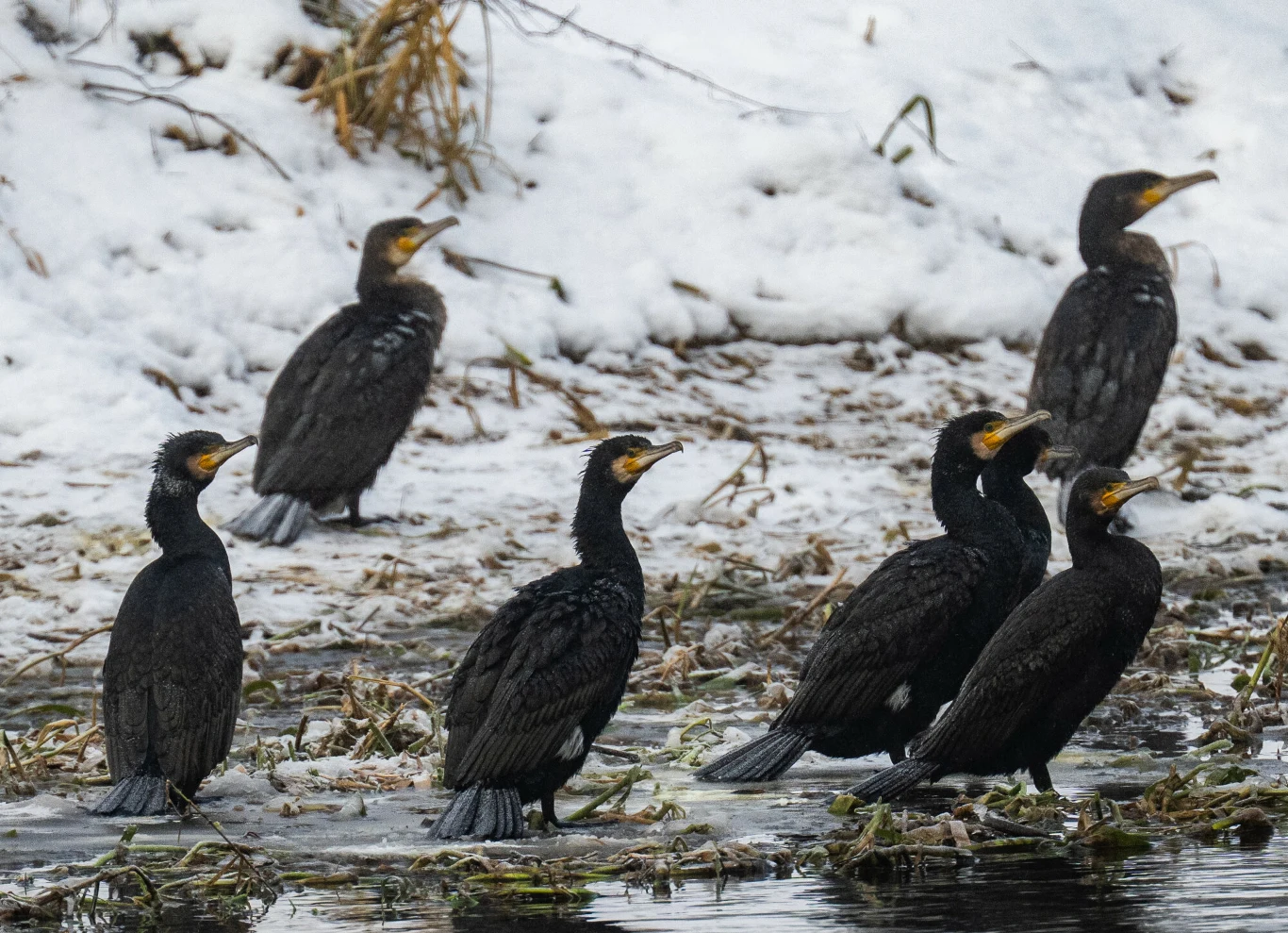 Grupa kormoranów z ciemnym upierzeniem i żółtymi elementami na dziobach stoi na brzegu rzeki, wokół zalega śnieg, a ptaki spoglądają w różnych kierunkach.