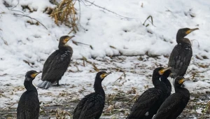Lubiące jeziora ptaki zleciały się do miast. Są w Krakowie i Warszawie