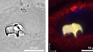 Słoń w ludzkiej komórce. Przełomowa metoda druku wewnątrz żywych organizmów