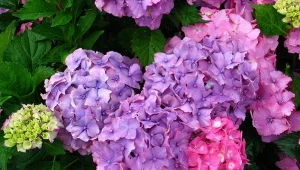 Jaki mróz wytrzyma hortensja? Takie temperatury mogą ją zabić 