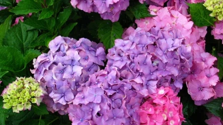 Hortensja ogrodowa obficie zakwitnie, jeśli będziesz o nią dbać. Możesz wspierać ją tanią domową odżywką