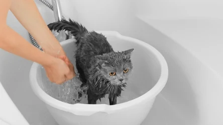 Niektóre koty uwielbiają kąpiele