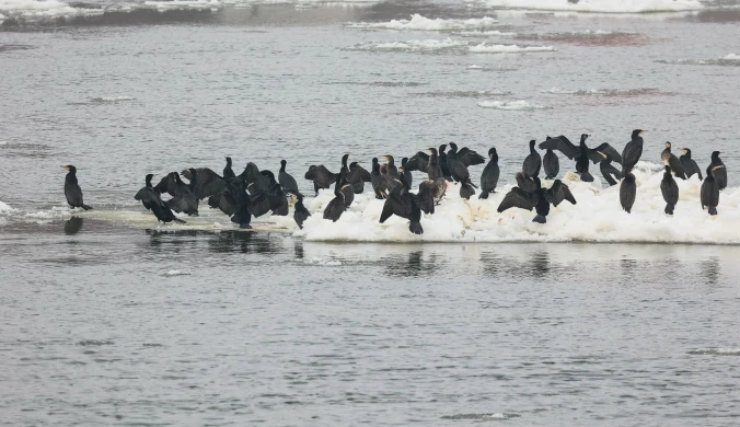 Niekiedy kormorana czarnego (Phalacrocorax carbo) można zobaczyć też w dużych miastach, np. w Warszawie