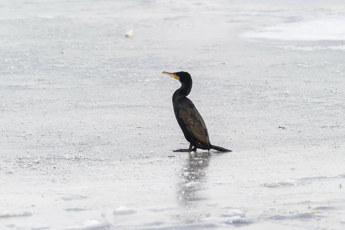W Polsce gatunek jest objęty ochroną gatunkową częściową