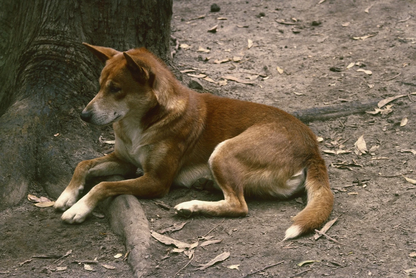 Brązowy pies o smukłej sylwetce leży na ziemi obok pnia drzewa, wokół widoczne są suche liście i niewielkie gałęzie.
