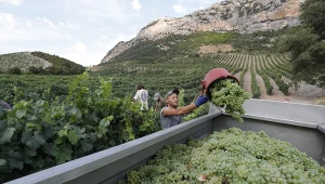 USA grozi 200 proc. cłami na francuskie wina i szampany, Francja odpowiada (zdj. ilustracyjne)