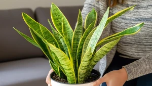 Domowy nawóz z buraka dla sansewierii. Prosty sposób na zdrowe liście